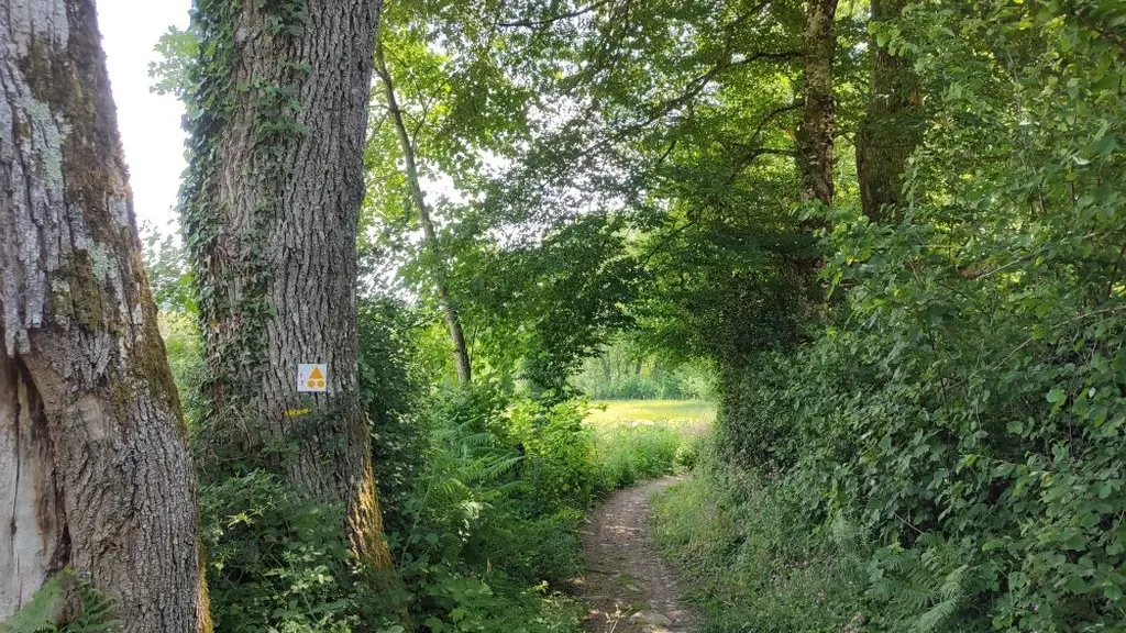Cheminen sous bois