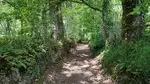 Chemin creux