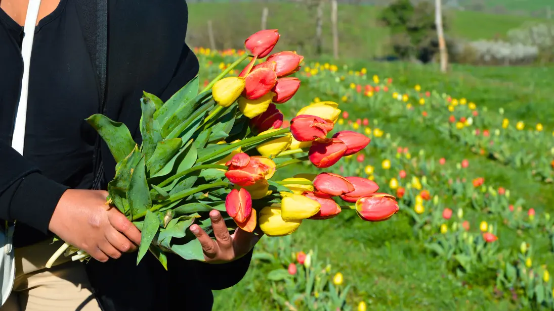 texon-tulipes-flavignac