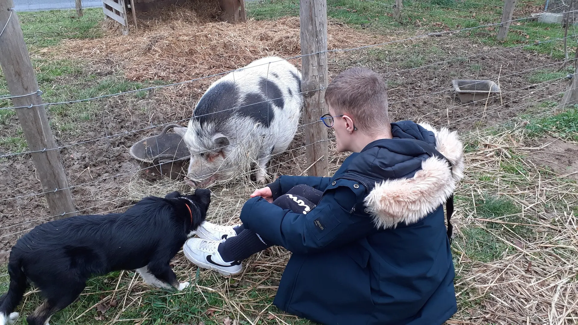 Animaux de la ferme