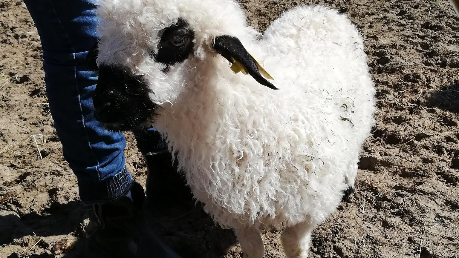 Animaux de la ferme