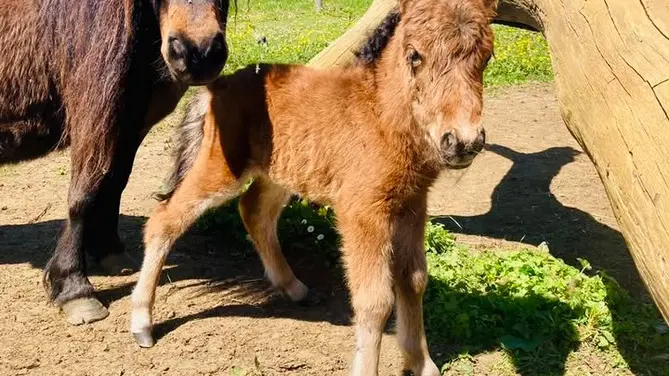 touron bébés