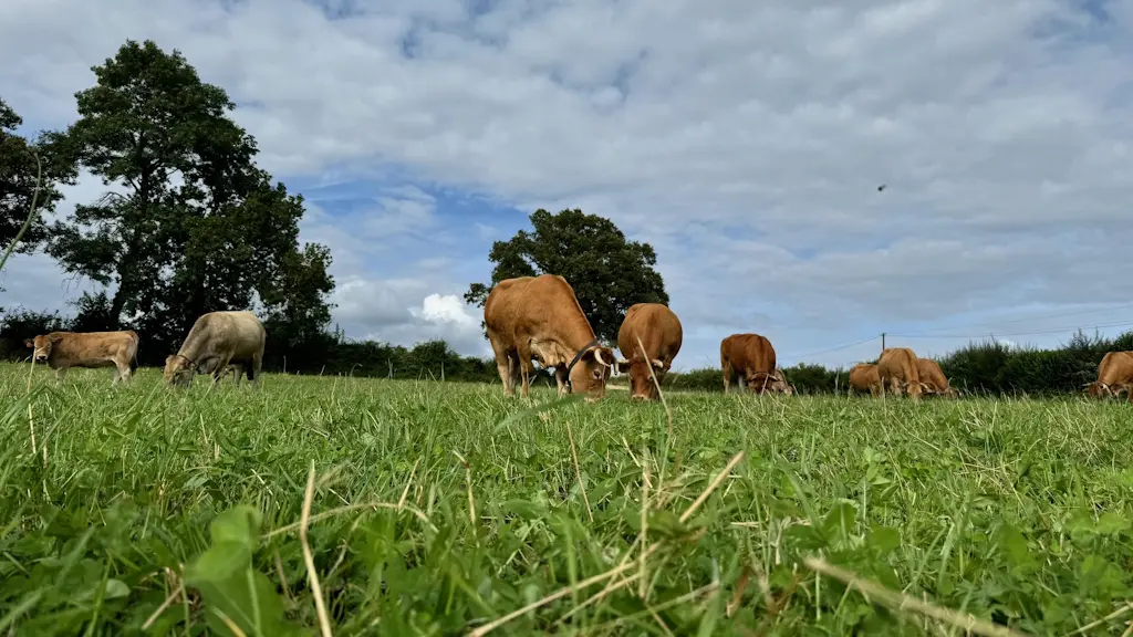 Vallée des Vaches
