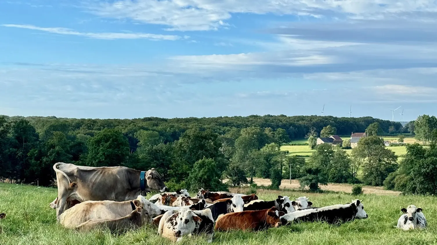 Vallée des vaches