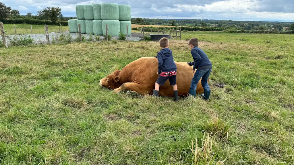 Vallée des vaches