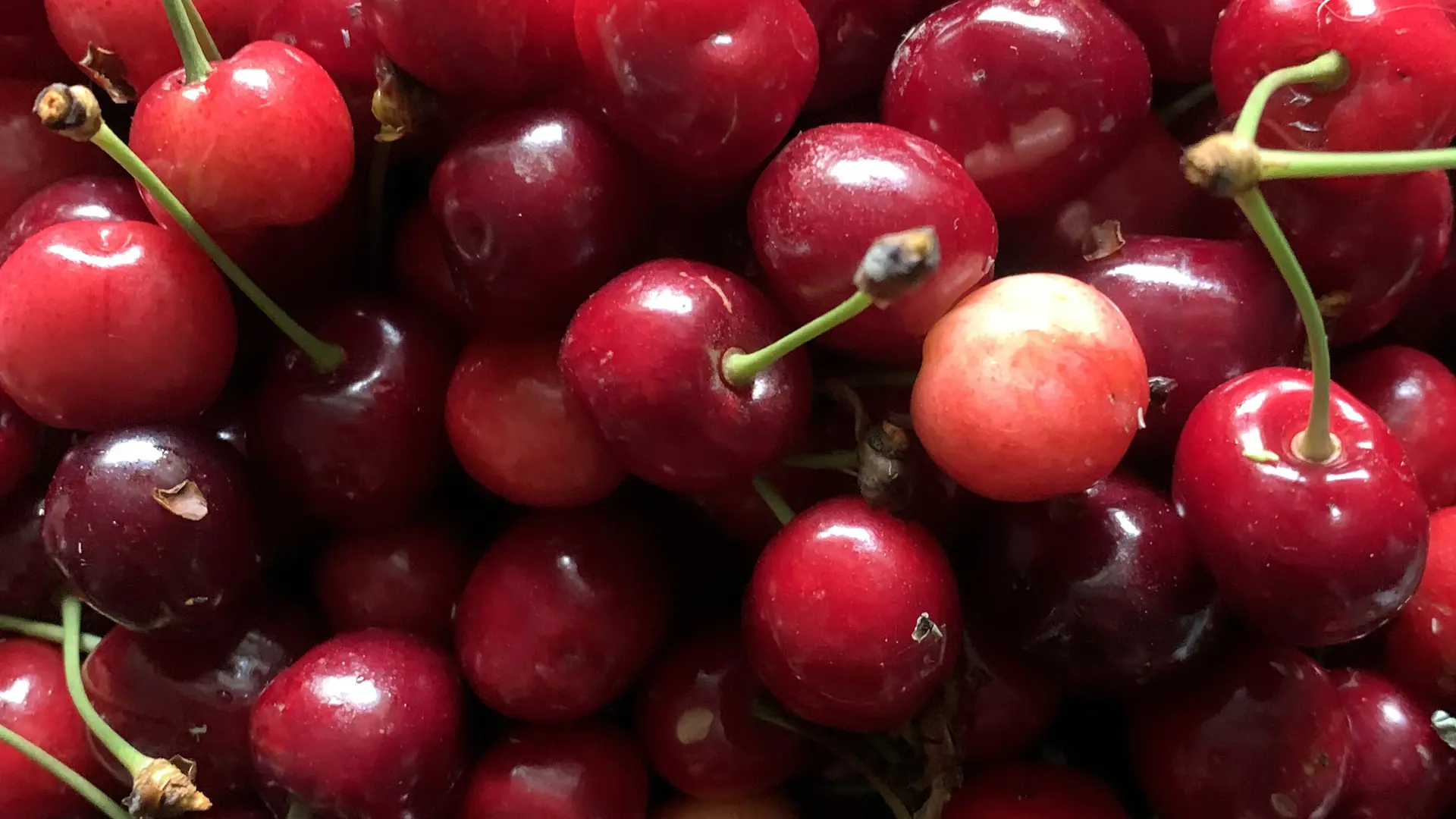 vacances-au-lac-de-saint-pardoux-gite-14-personnes-jardin-vakantiehuis-aan-een-meer-frankrijk-tuin-13