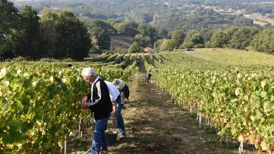 vendanges_bl