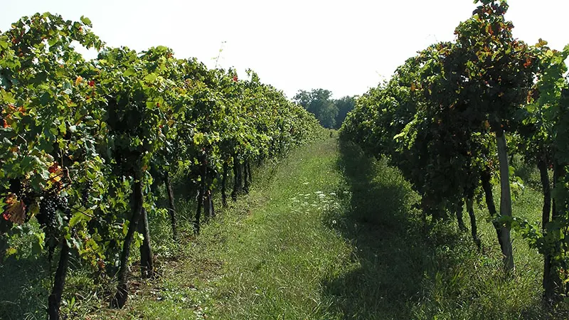 velines-vignes