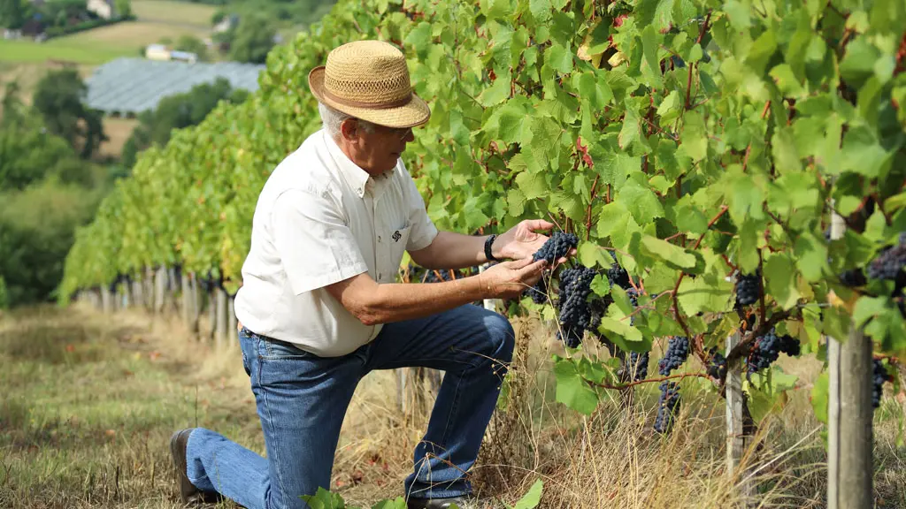Vin de Pays des coteaux du Saillant-Vézère_2