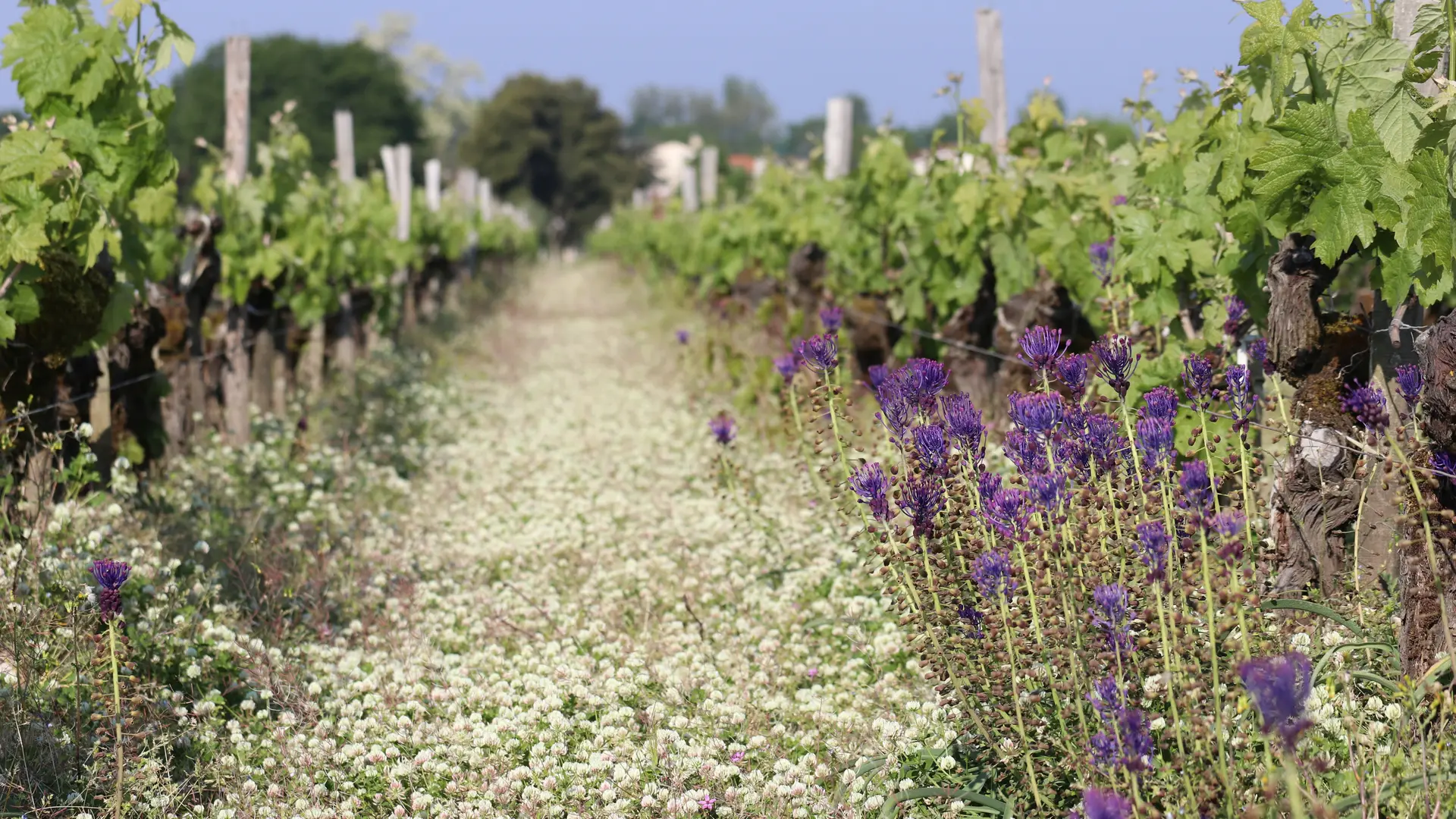 Vignes, muscaris et trèfle