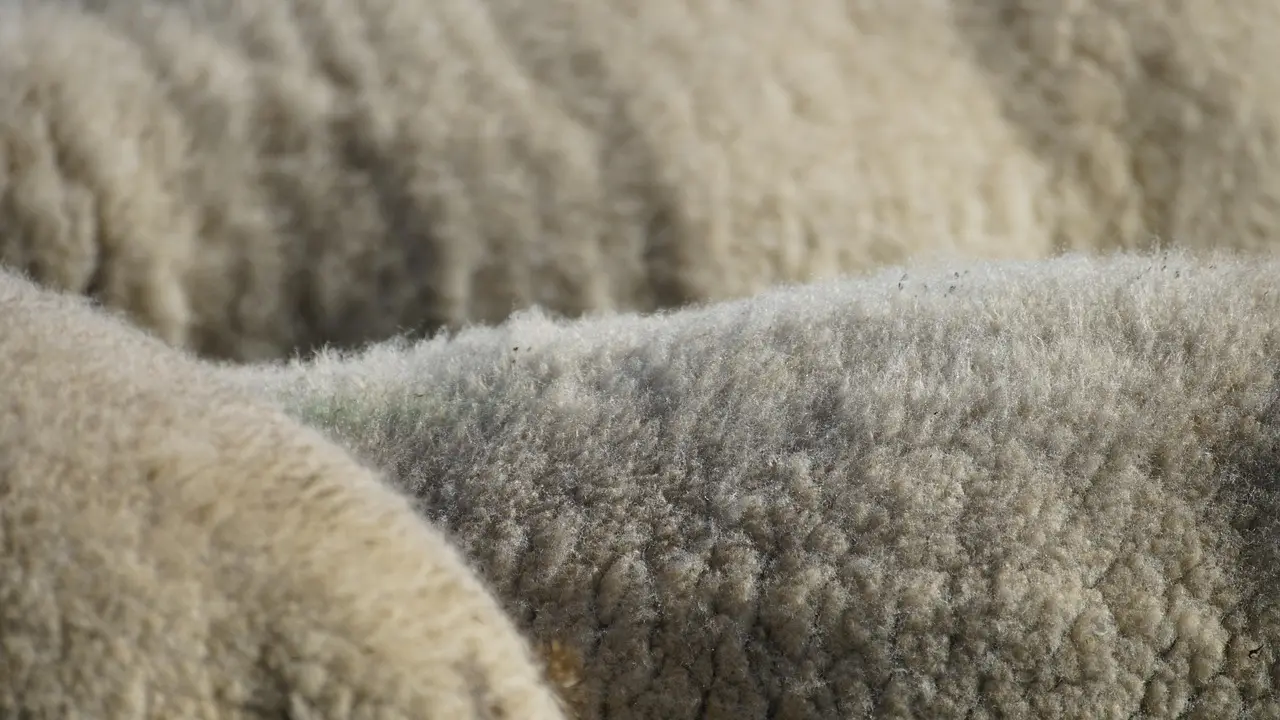 wool (2)
