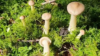 clitocybe_geotropa_tête-de-moine