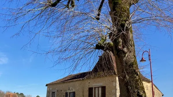 ARBRE REMARQUABLE