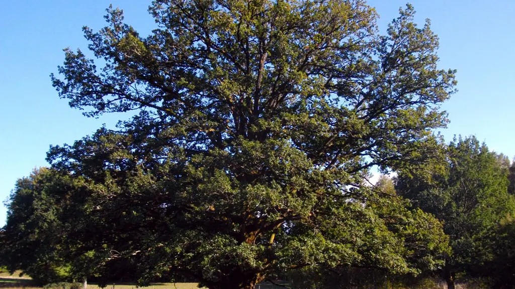 Arbre