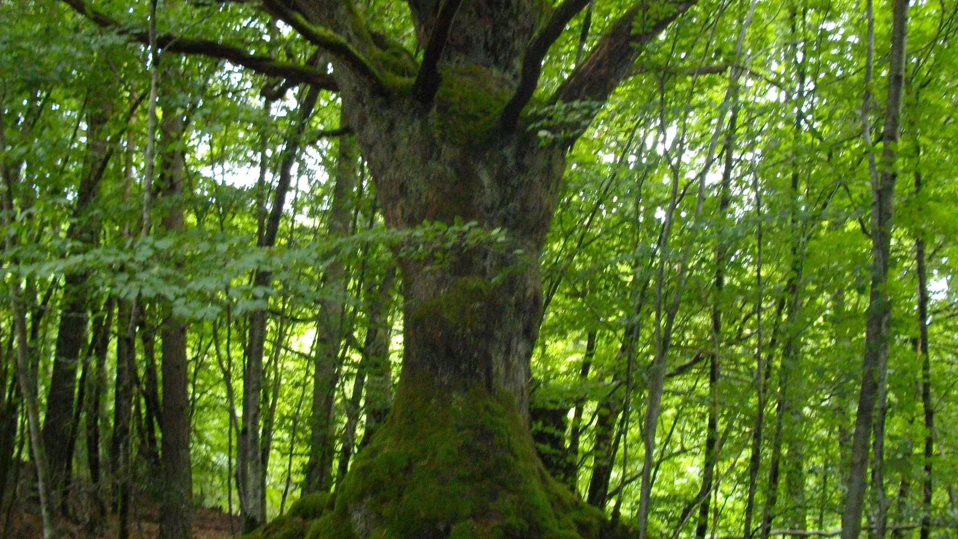 Arbre_Remarquable