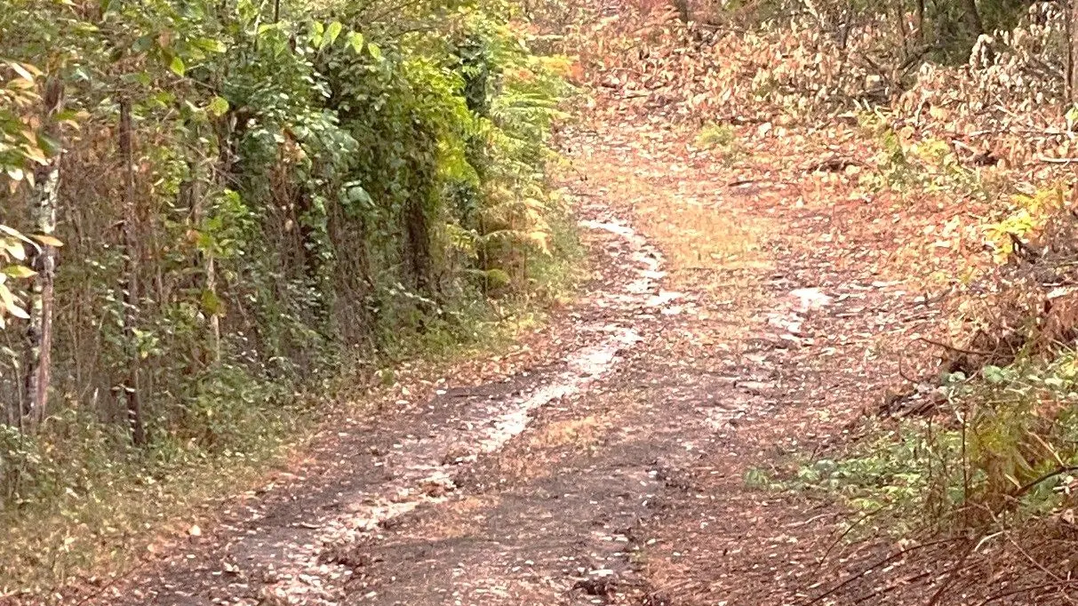 BOURROU-Boucle de Chantecoucou-Chemin