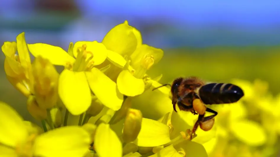 Birountarère - abeille butinant le colza