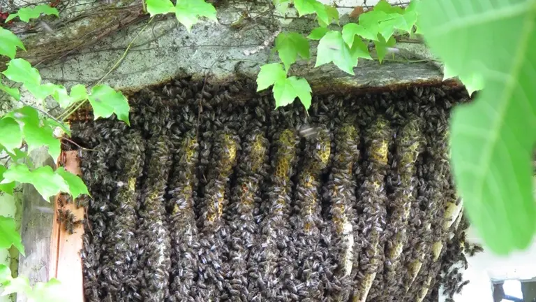 Birountarère - essain d'abeilles