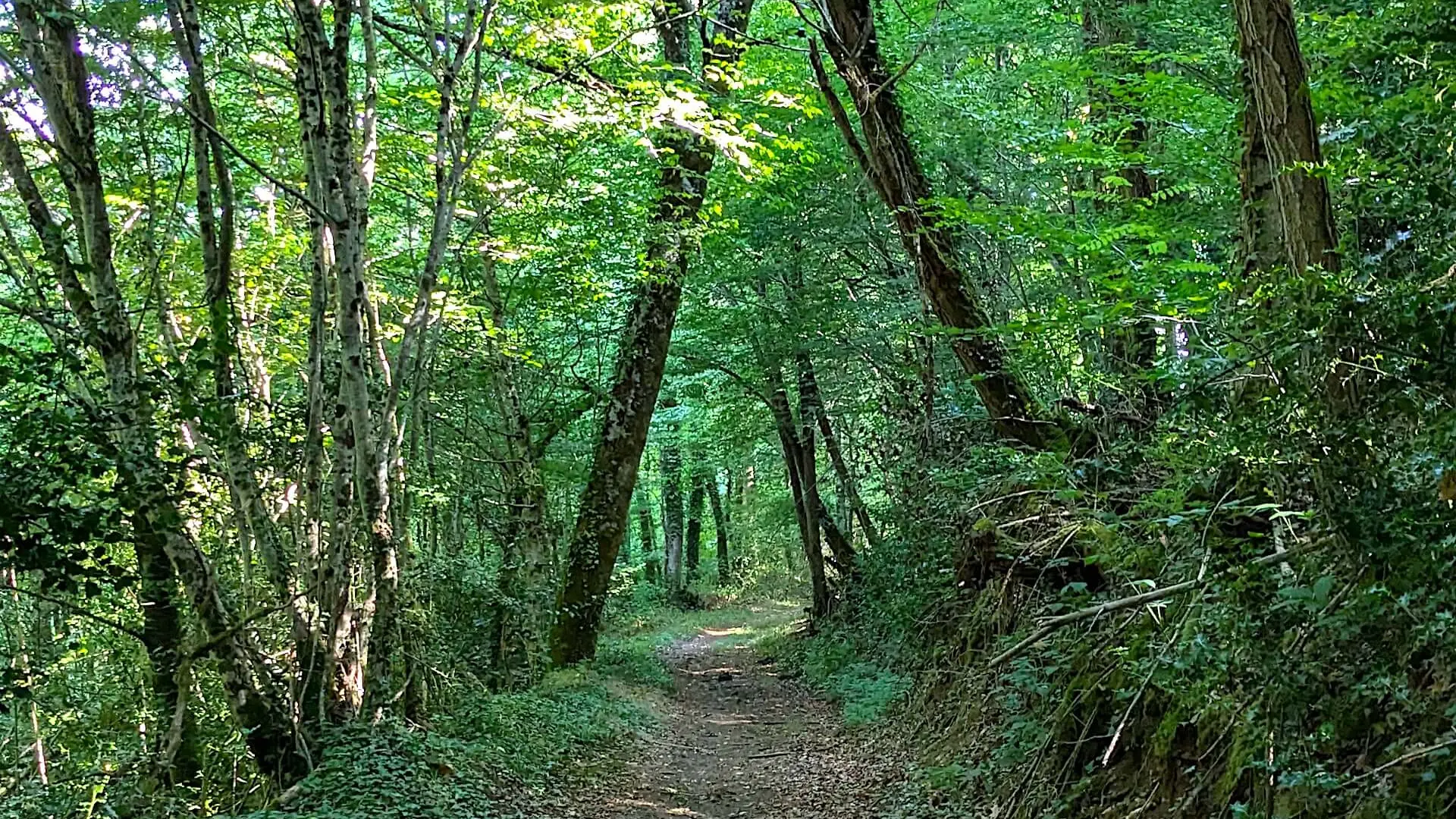 BoisJeansac