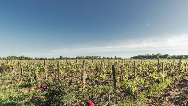 Bordemer-île-Margaux4