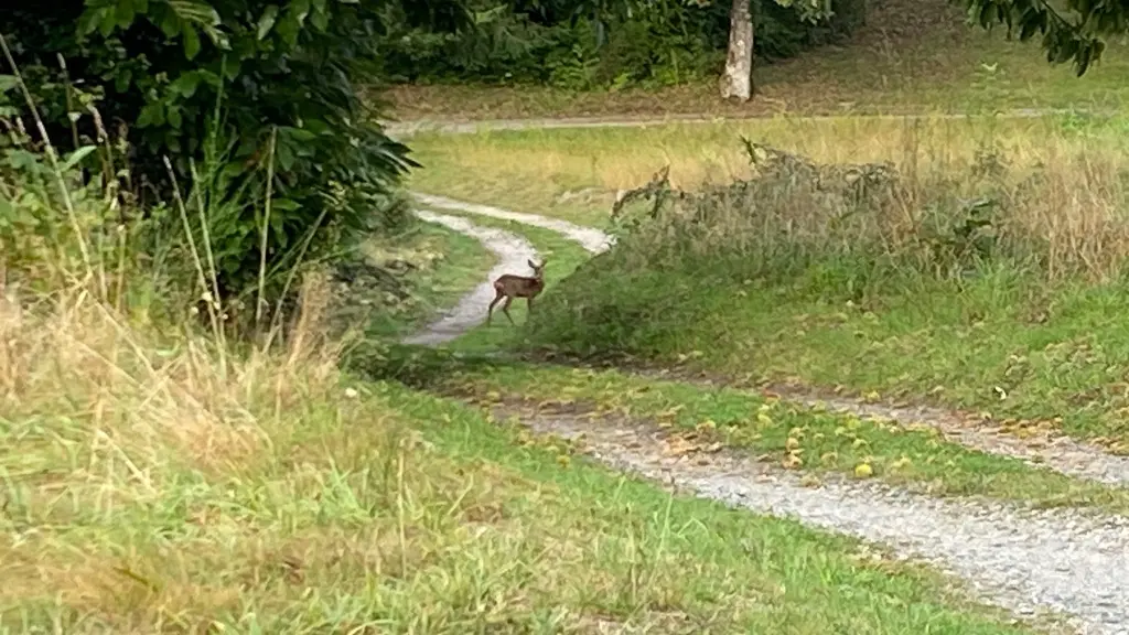 L'Orée de la forêt