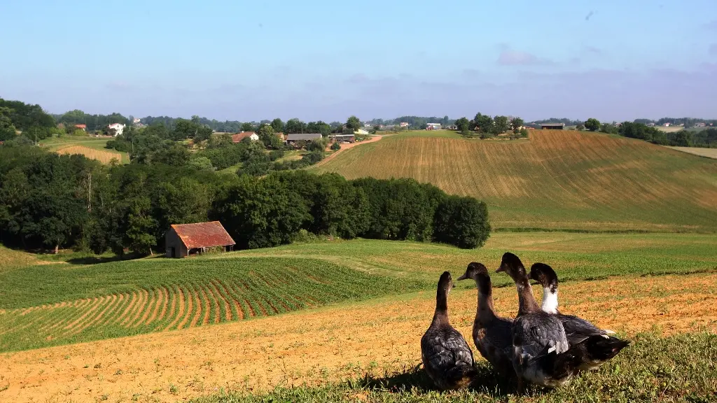 Canard ©QL