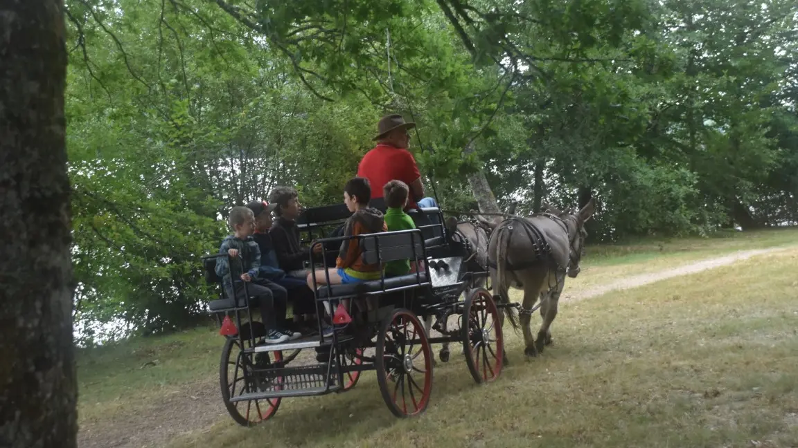 Caléche FM 20 7 25 (3) (Medium)