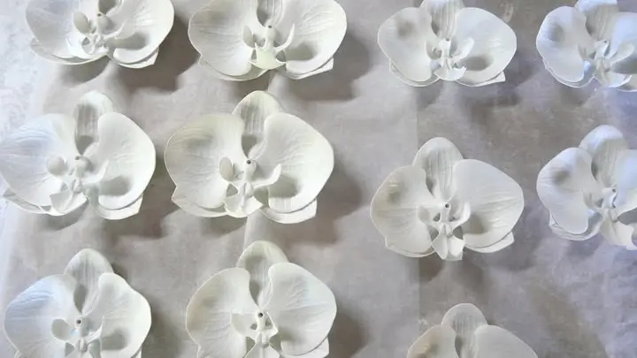 Orchidées