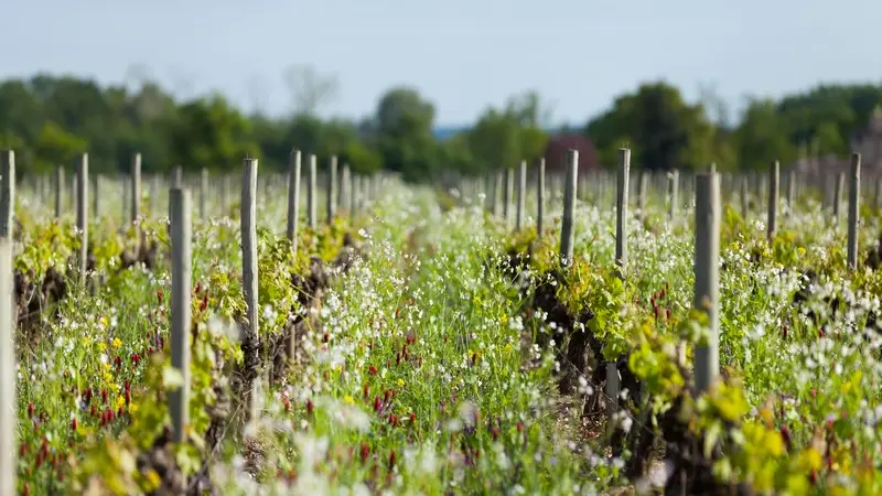 Château Angludet vignes
