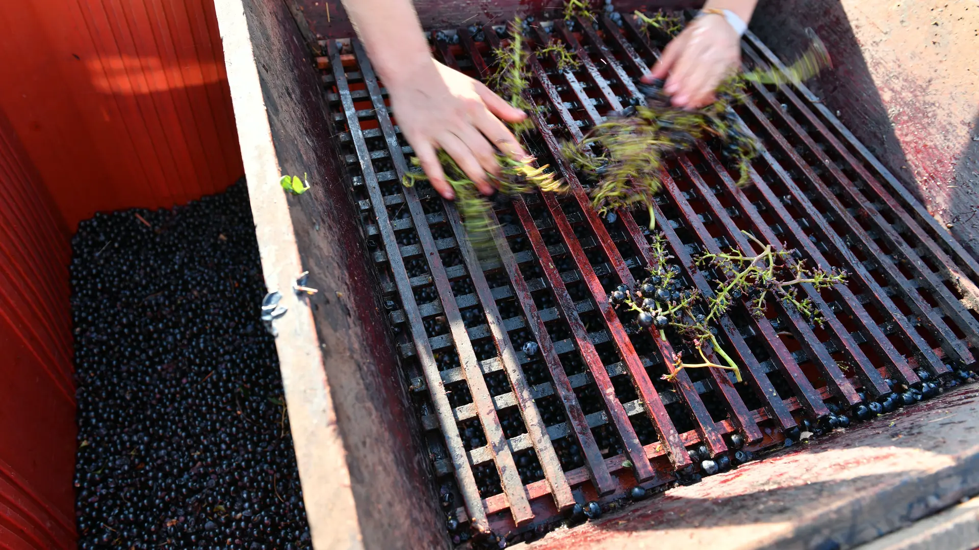 Vendanges