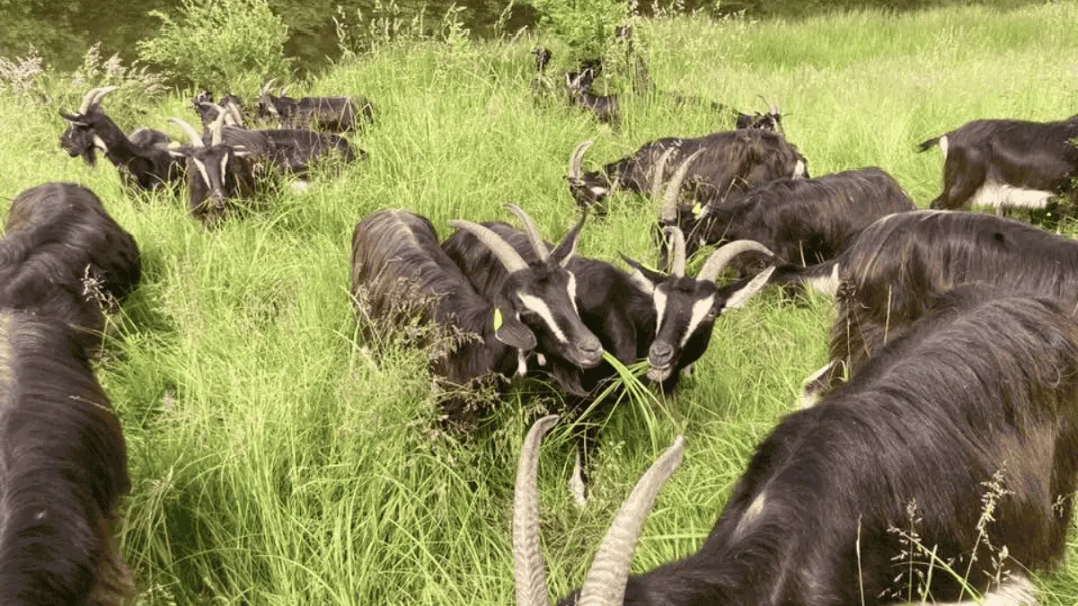 La ferme des p'tits loups - Pageas