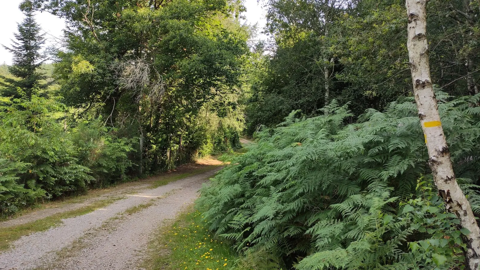 Champnétery -Chemin au carrefour de la D13