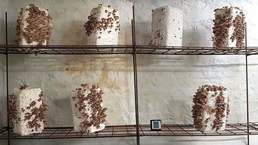 Champignons-de-Gaudeix3sita