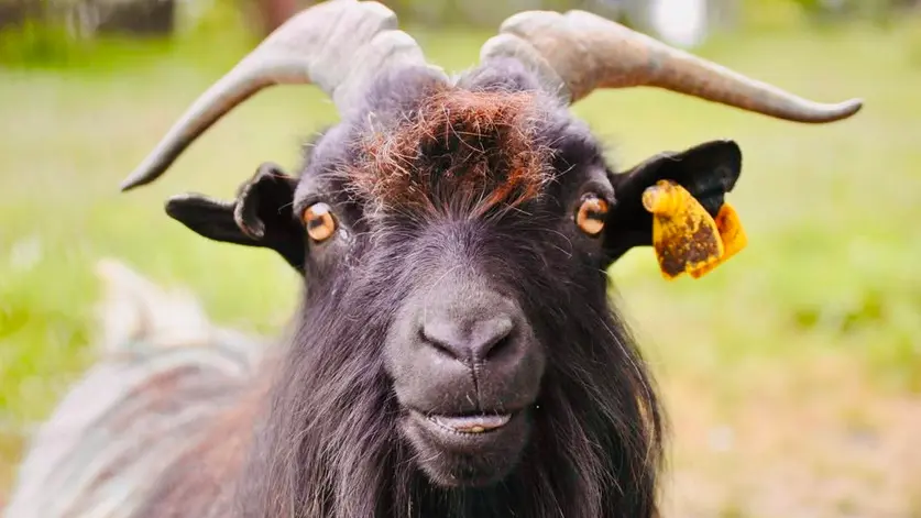 Chevre touron