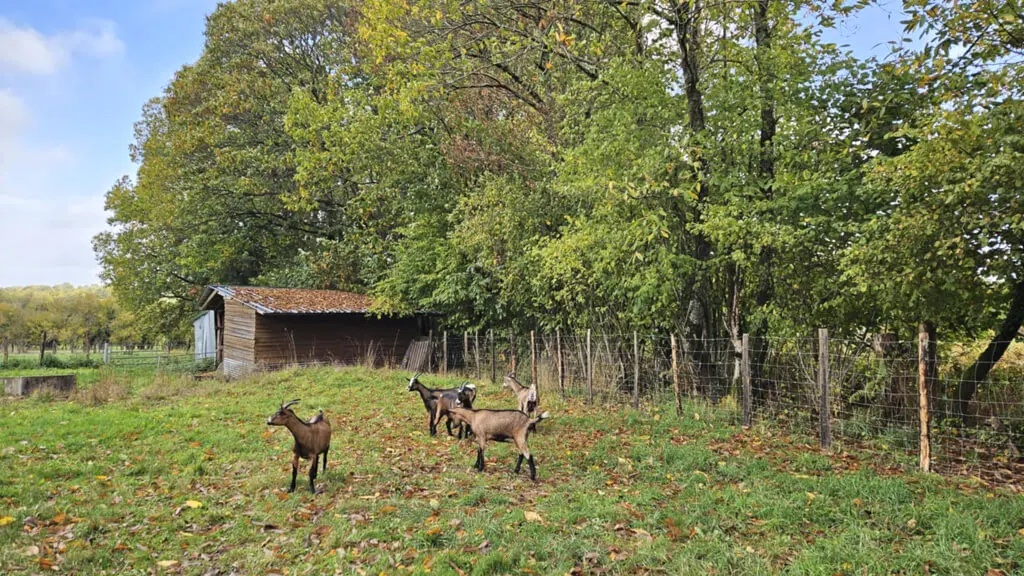 Chèvres