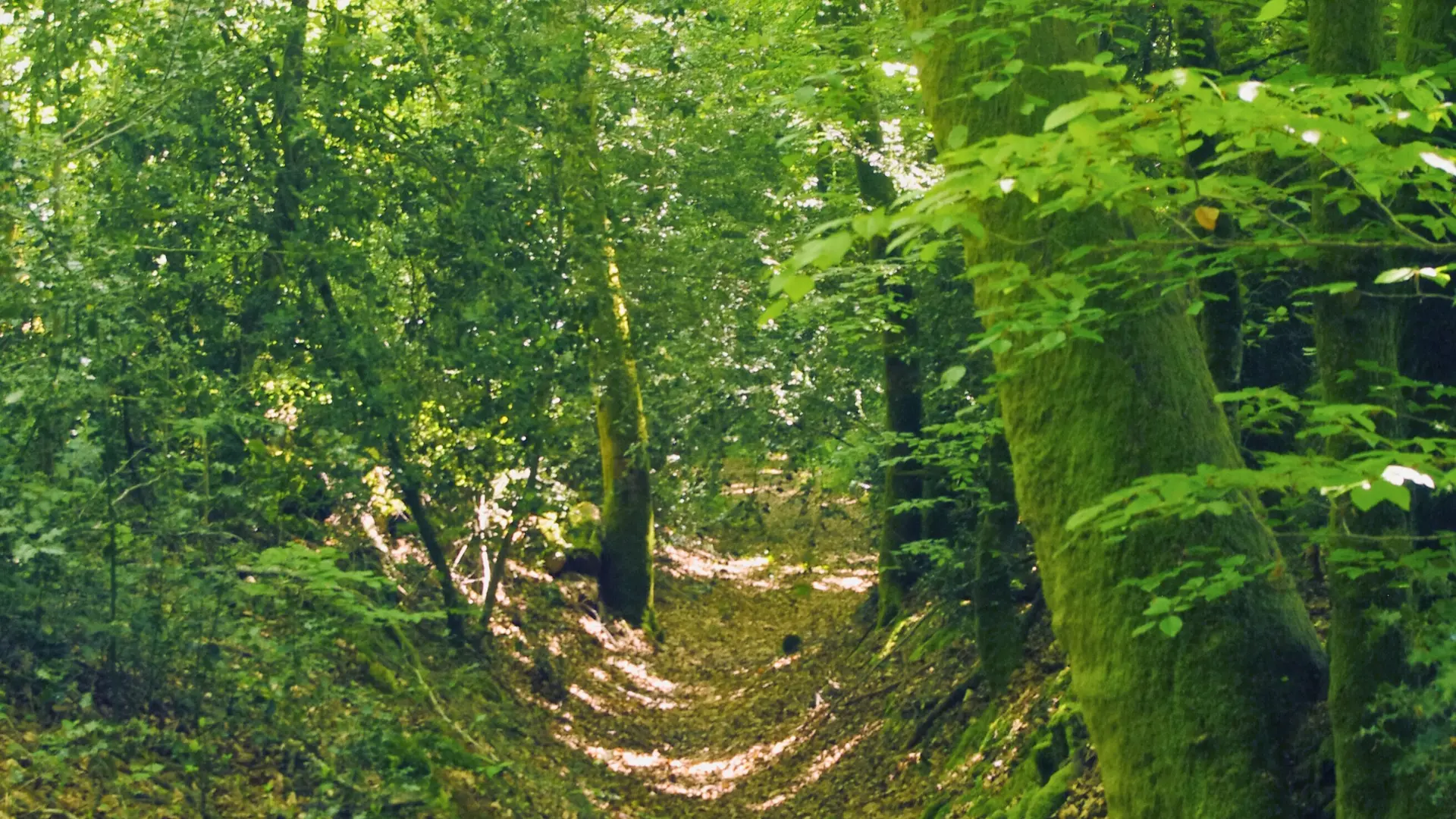 Chemin creux de la Farge à Bospertus (Bujaleuf)