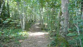 Chemin1