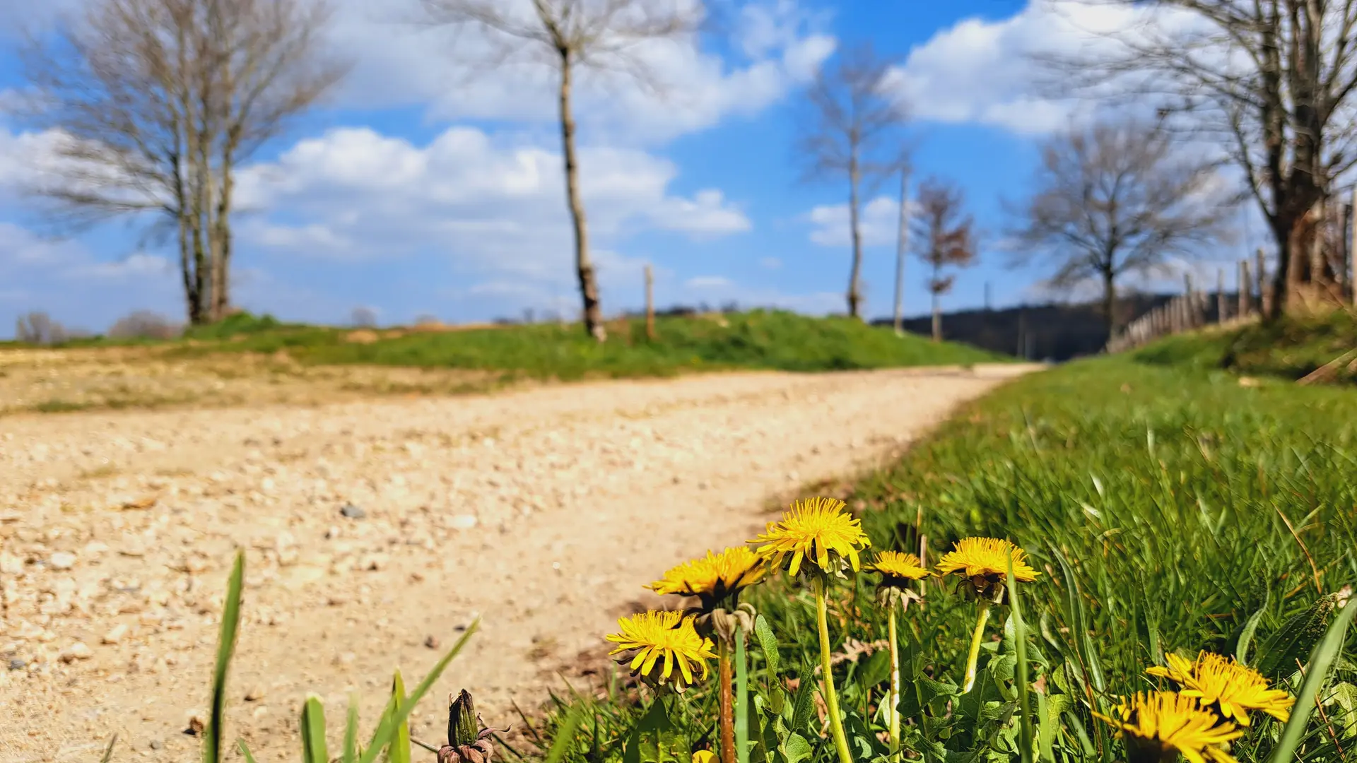 Chemins - Chignac - Pompadour © JL OT TDC (4)