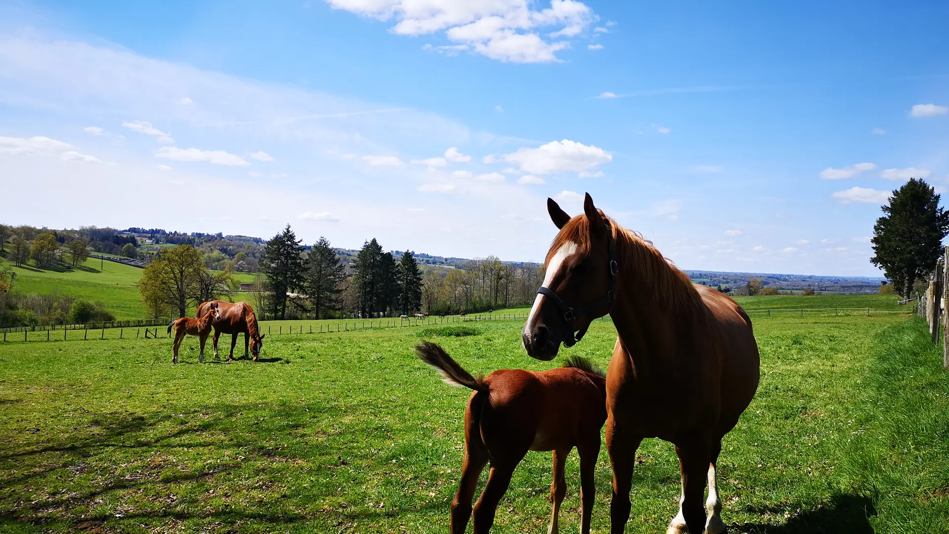 Chignac - La pierre des 4 communes - Arnac Pompadour © L.Léonard - Office de Tourisme Terres de Corrèze (3)