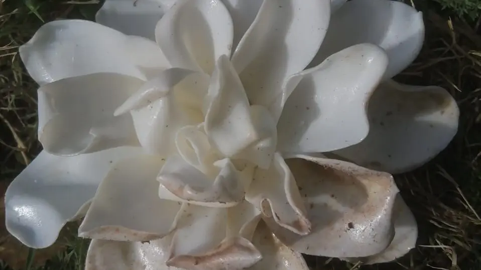 Fleurs