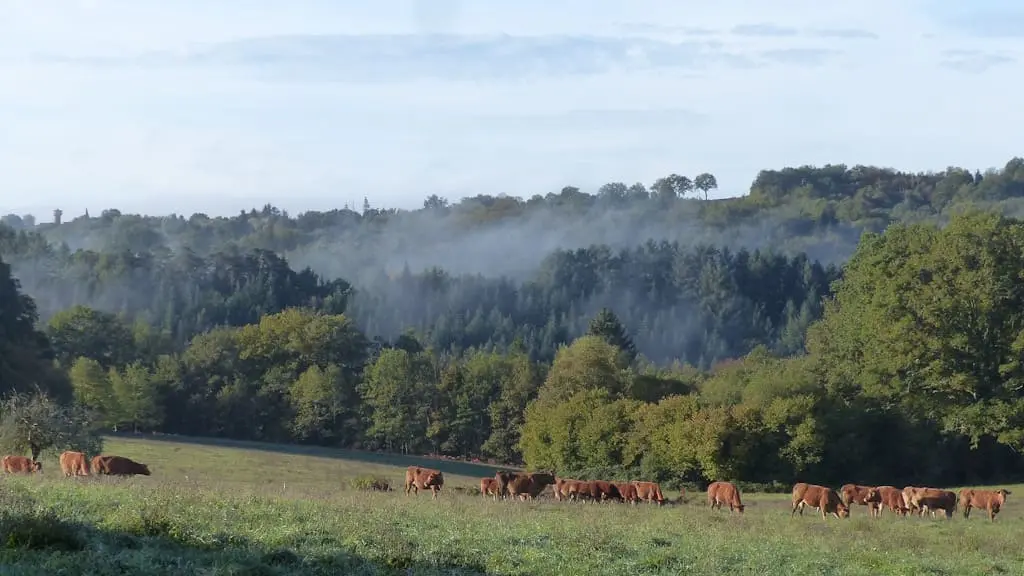 Collines de Villejoubert à Saint Denis des Murs ancien centre gaulois où paissent aujourd'hui les vaches limousines