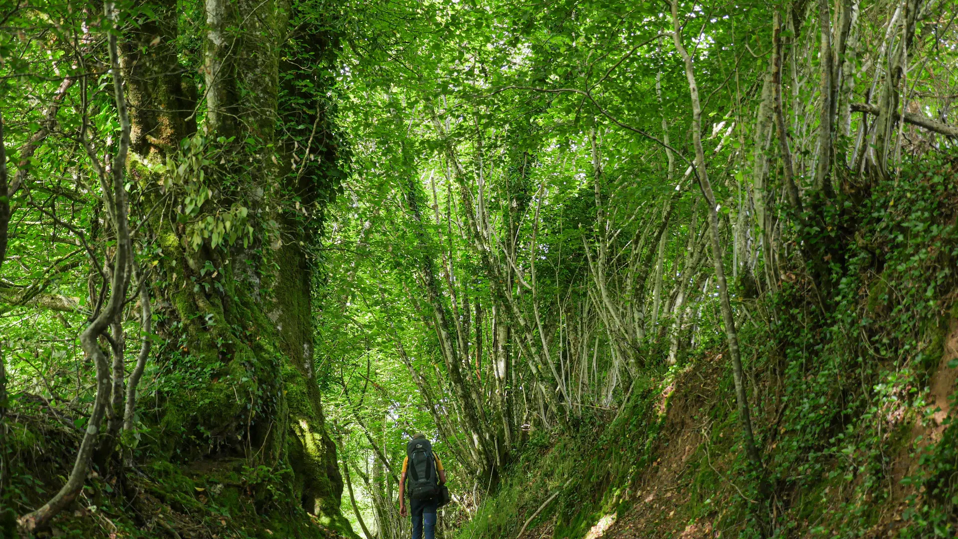 Corrèze Tourisme_GR46_Chemin creux_© David Genestal_juin 2024