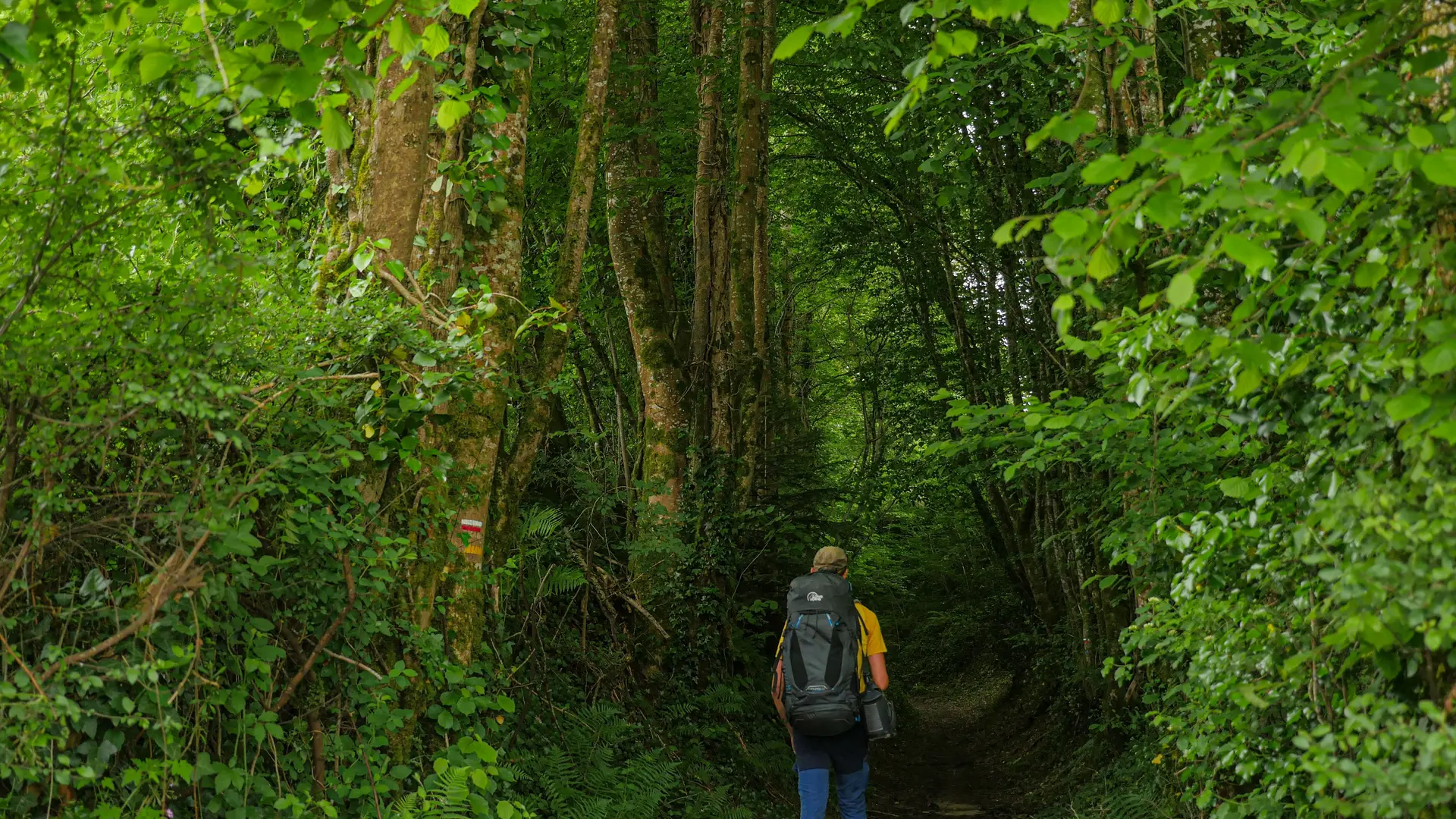 Corrèze Tourisme_GR46_Chemin creux à Vigeois_© David Genestal_juin 2024