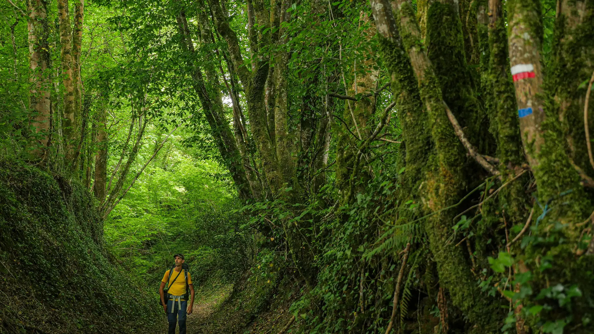 Corrèze Tourisme_GR46_Chemin creux à Vigeois (2)_© David Genestal_juin 2024