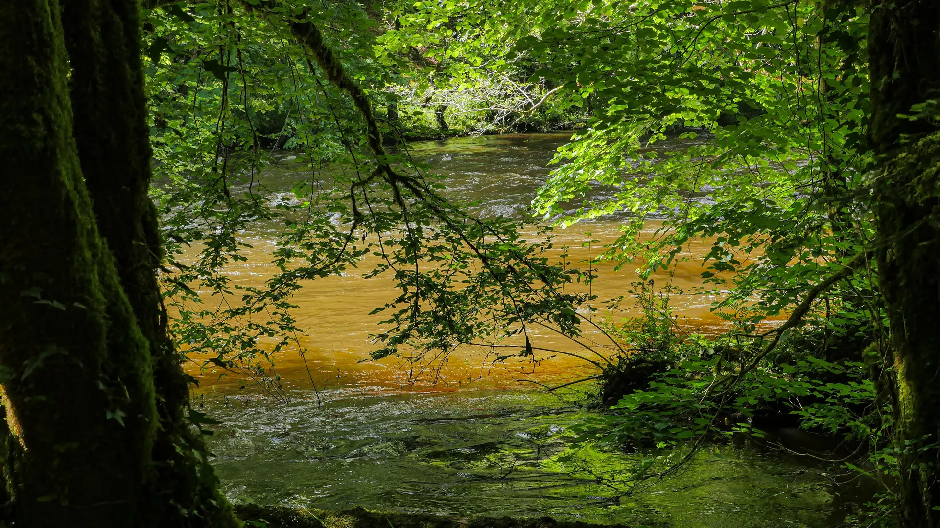 Corrèze Tourisme_GR46_Bords de Vézère (3)_© David Genestal_juin 2024