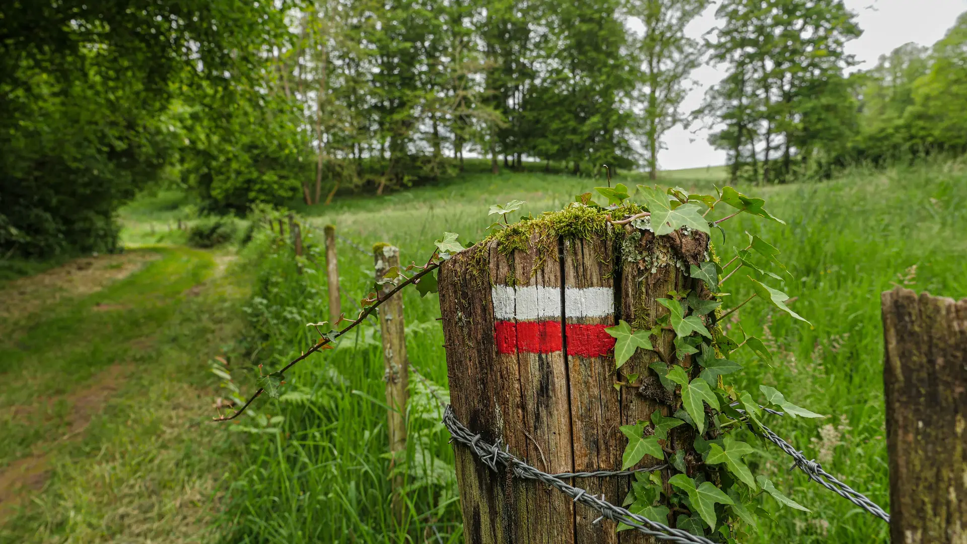 Corrèze Tourisme_GR46_Balisage_© David Genestal_juin 2024