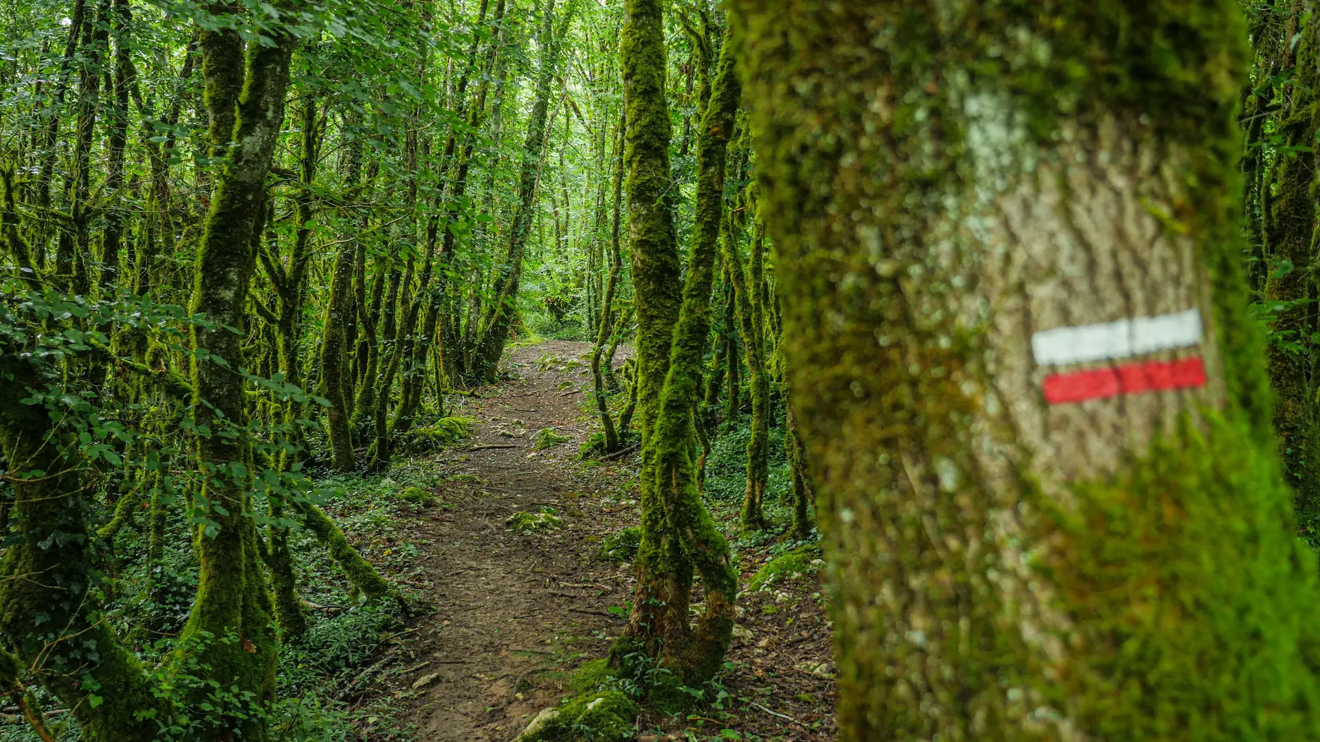 Corrèze Tourisme_GR46_Balisage (3)_© David Genestal_juin 2024
