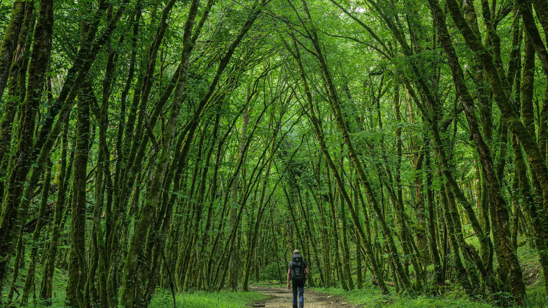Corrèze Tourisme_GR46_Dans le vallon de la Couze (2)_© David Genestal_juin 2024