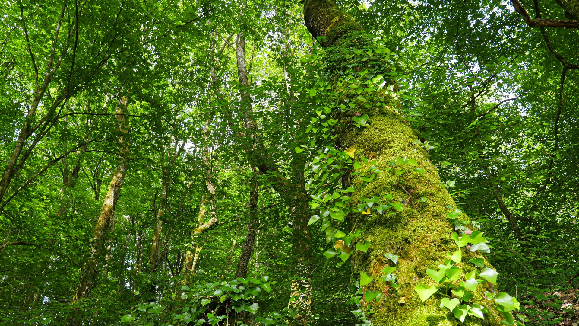 Corrèze Tourisme_GR46_En sous-bois_© David Genestal_juin 2024