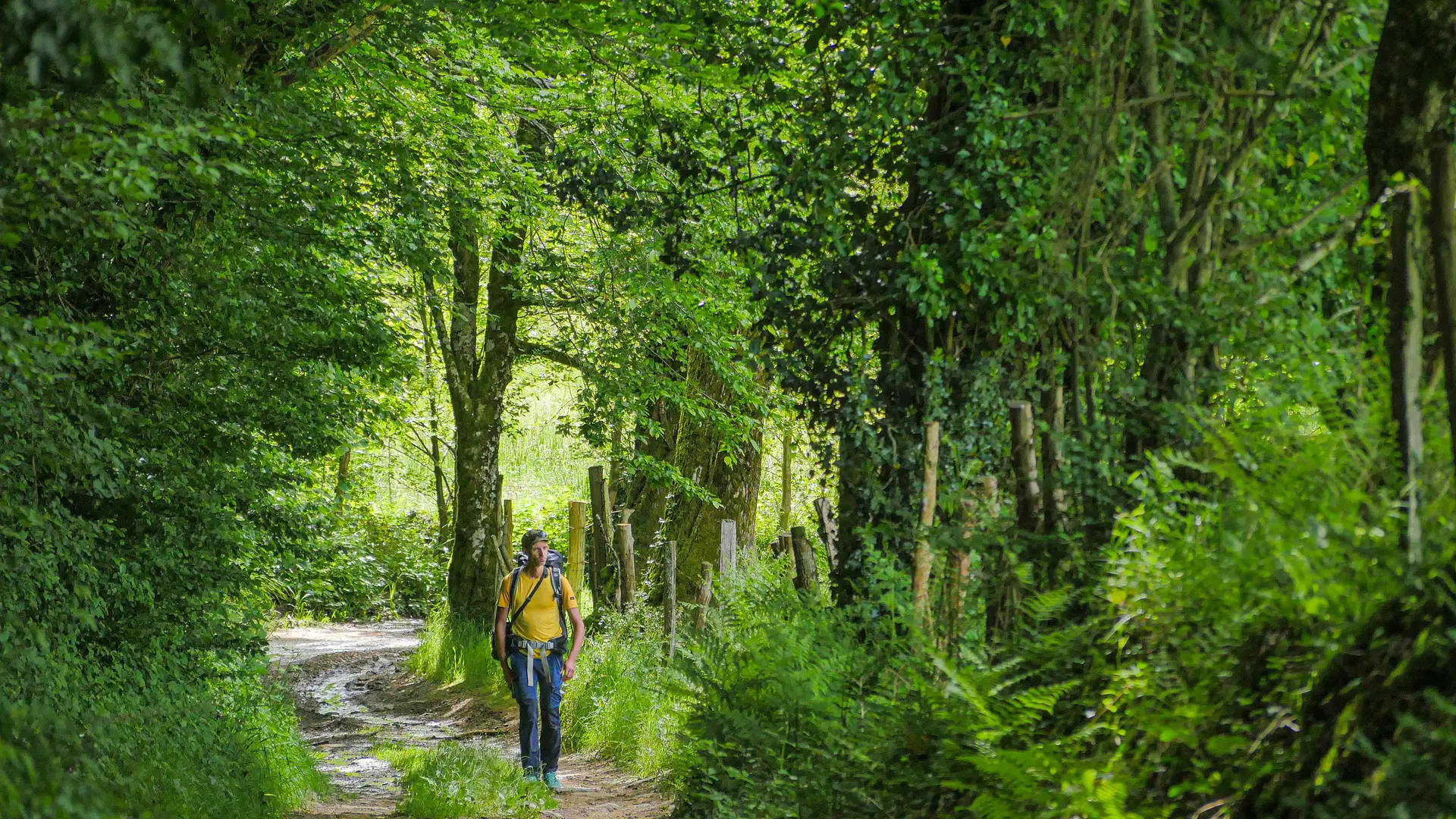 Corrèze Tourisme_GR46_Environs de Chatras_© David Genestal_juin 2024